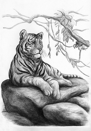 Могучий тигр Скетч для раскраш. чернографитными карандашами