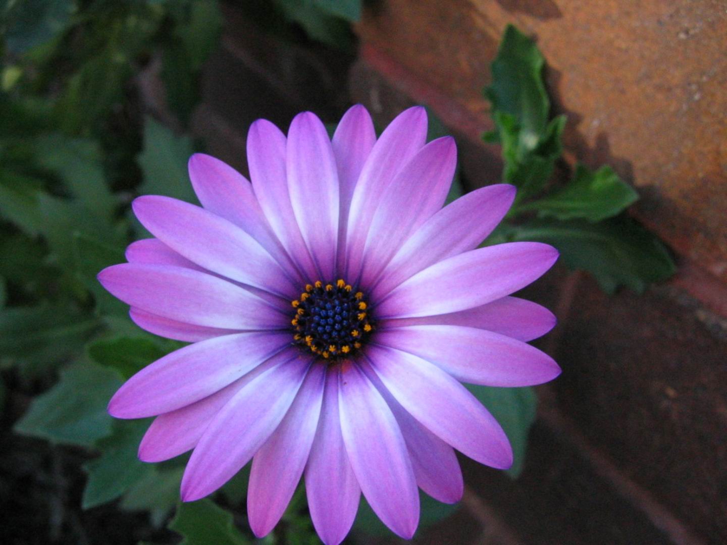 Жизнь похож на цветок. Фиолетовые цветы. Цветы похожие на ромашки. Сиреневые цветы похожие на ромашки. Фиолетовые ромашки.