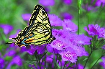Бабочка на лиловых цветах