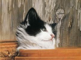 Алмазная вышивка Любопытство