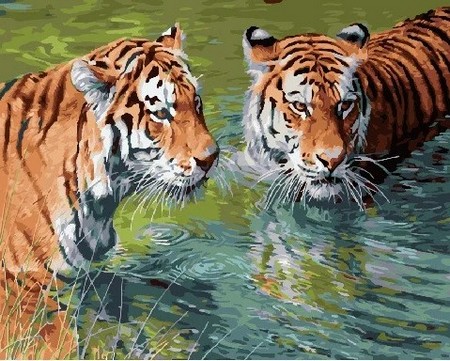 Тигры в реке