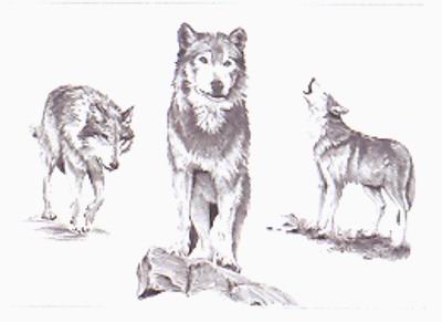 Картина по номерам на картоне Волки
