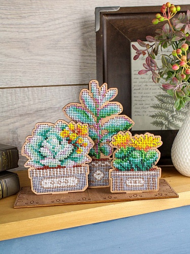 Сад суккулентов