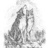 Волки в горах Скетч для раскраш. чернографитными карандашами