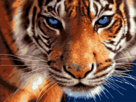 Картина по номерам Взгляд тигра