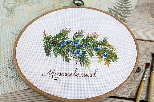 Дары природы. Можжевельник