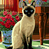 Благородная сиамская кошка