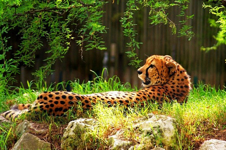 Вышивка бисером Леопард