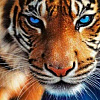 Голубоглазый тигр (На подрамнике)