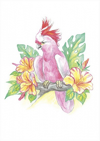 Картина по номерам Австралийский розовый какаду Скетч для раскраш. акварельными карандашами