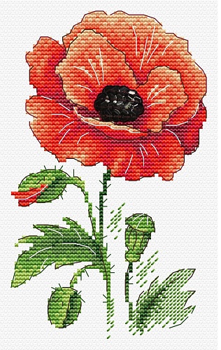 Красный мак