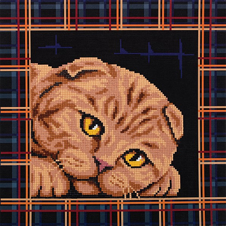 Алмазная вышивка Шотландская кошка
