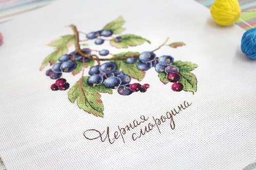 Дары природы. Чёрная смородина