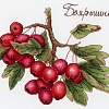 Дары природы. Боярышник