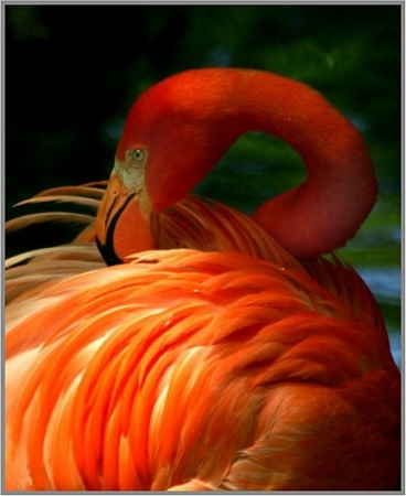 Алмазная вышивка Фламинго