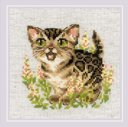 Бенгальский котёнок