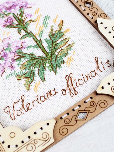 Миниатюра. Валериана