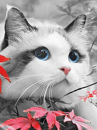 Картина по номерам Голубоглазый котенок