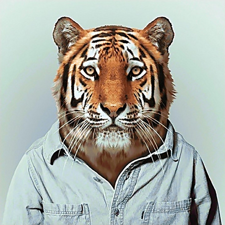 Алмазная вышивка Мистер Тигр