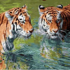 Тигры в реке
