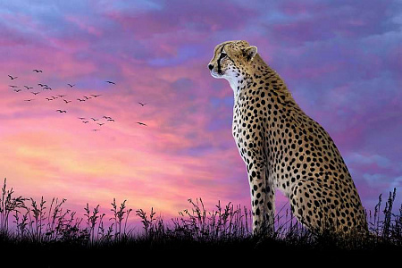 Алмазная вышивка Леопард на закате