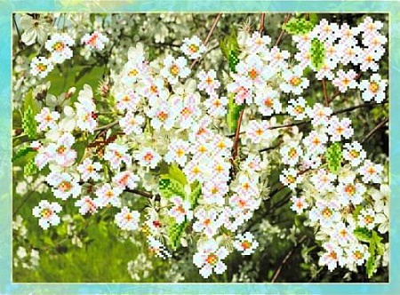 Цветущая вишня